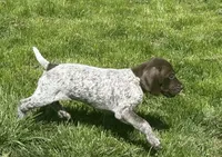 GSP Nebraska , a male German Shorthaired Pointer for sale in Fremont, NE – Photo 5 of 5