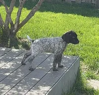 GSP Nebraska , a male German Shorthaired Pointer for sale in Fremont, NE – Photo 1 of 5
