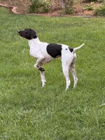 Jessie, a female German Shorthaired Pointer for sale in Fremont, NE – Photo 5 of 5