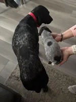 Jessie, a female German Shorthaired Pointer for sale in Fremont, NE – Photo 4 of 5