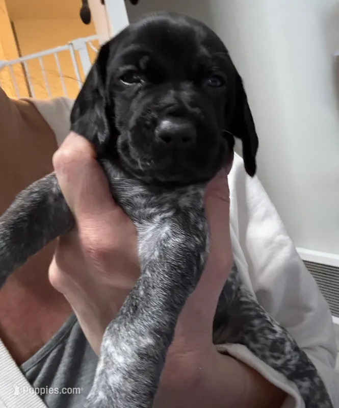 Jessie, a female German Shorthaired Pointer for sale in Fremont, NE – Photo 1 of 5