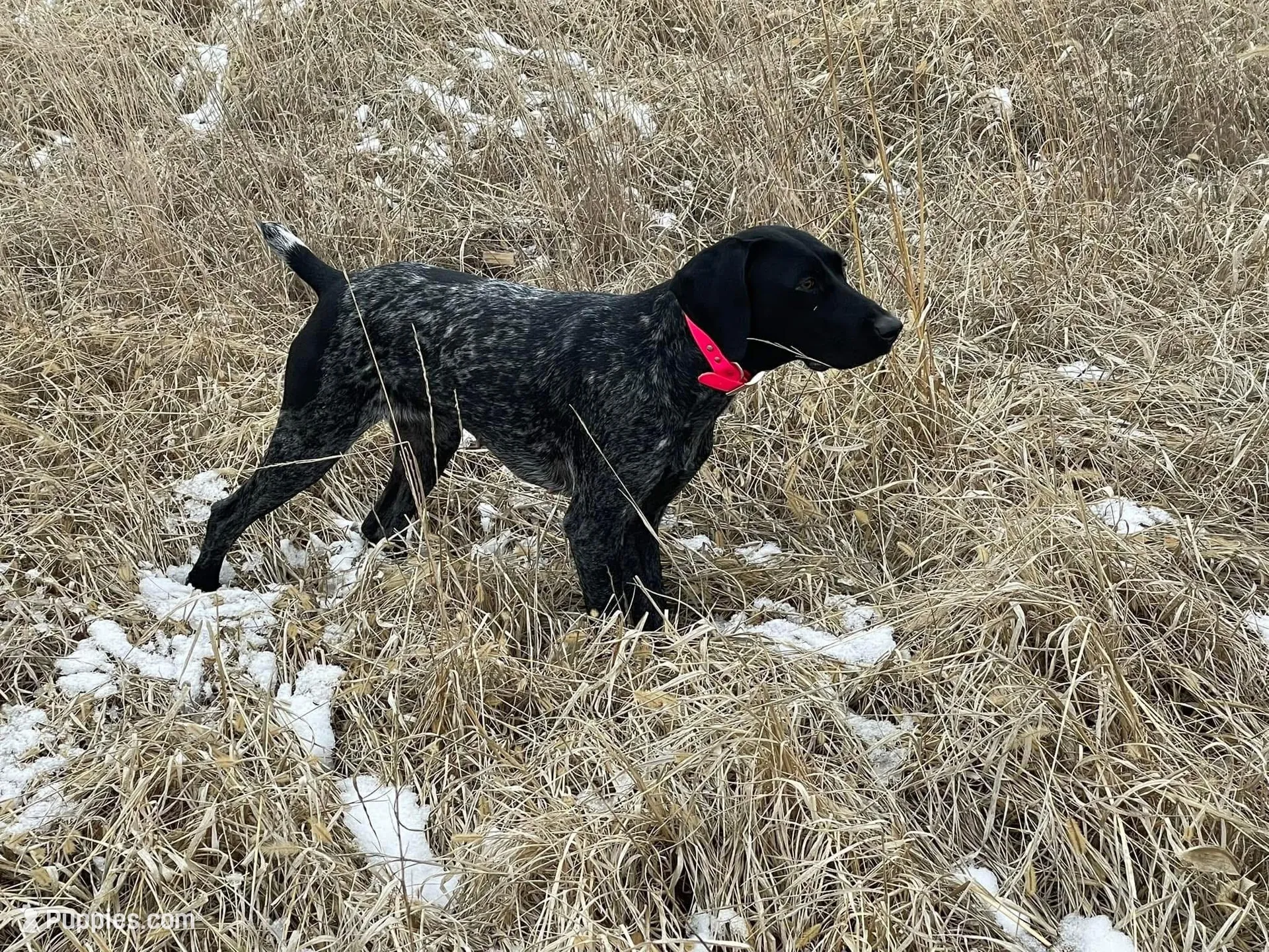GSP Nebraska , a male German Shorthaired Pointer for sale in Fremont, NE – Photo 2 of 5