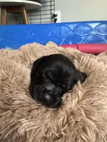 Ne GSP , a female German Shorthaired Pointer for sale in Fremont, NE – Photo 2 of 7