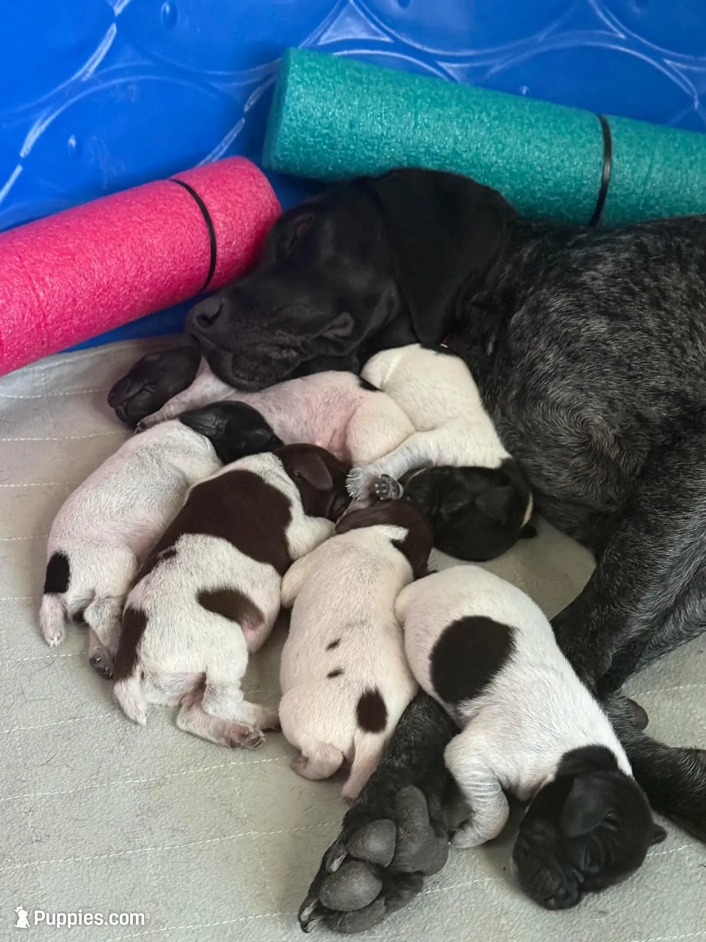 Ne GSP  – German Shorthaired Pointer puppy for sale in Fremont, NE