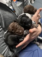 Ne GSP , a female German Shorthaired Pointer for sale in Fremont, NE – Photo 4 of 7