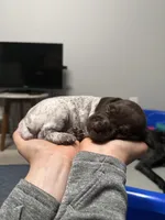 Ne GSP , a female German Shorthaired Pointer for sale in Fremont, NE – Photo 3 of 7