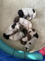 Ne GSP , a female German Shorthaired Pointer for sale in Fremont, NE – Photo 5 of 7