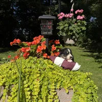 Bobby, a male Australian Shepherd for sale in Centerville, IA – 3 of 5