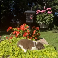 Kinza, a female Australian Shepherd for sale in Centerville, IA – 2 of 5