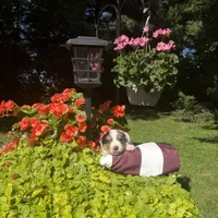 Kobi, a male Australian Shepherd for sale in Centerville, IA – 3 of 7