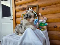 Wilson, a male Australian Shepherd for sale in Centerville, IA – Photo 1 of 6