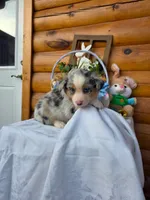 Wilson, a male Australian Shepherd for sale in Centerville, IA – Photo 2 of 6