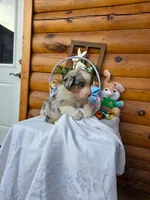 Wilson, a male Australian Shepherd for sale in Centerville, IA – Photo 3 of 6