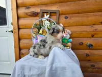 Wilson, a male Australian Shepherd for sale in Centerville, IA – Photo 6 of 6