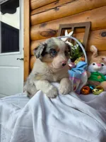 Wilson, a male Australian Shepherd for sale in Centerville, IA – Photo 4 of 6