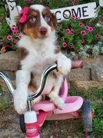Kaylee, a female Australian Shepherd for sale in Centerville, IA – 4 of 5