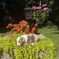 Korey, a male Australian Shepherd for sale in Centerville, IA – 5 of 6