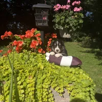 Odessa, a female Australian Shepherd for sale in Centerville, IA – 2 of 6