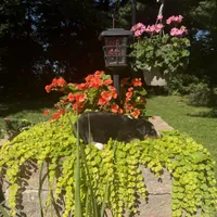 Odessa, a female Australian Shepherd for sale in Centerville, IA – 5 of 6