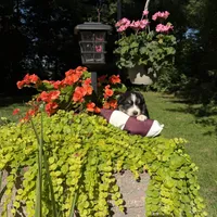 Bobby, a male Australian Shepherd for sale in Centerville, IA – 2 of 5