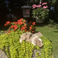 Kipp, a male Australian Shepherd for sale in Centerville, IA – 6 of 6
