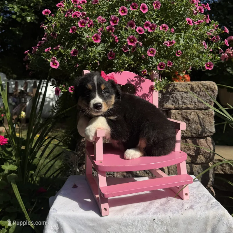 Odessa – Australian Shepherd puppy for sale in Centerville, IA