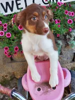 Kinza, a female Australian Shepherd for sale in Centerville, IA – 4 of 5