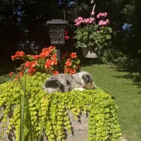 Olivia, a female Australian Shepherd for sale in Centerville, IA – 6 of 7