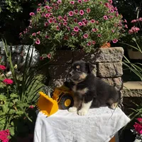 Oreo, a male Australian Shepherd for sale in Centerville, IA – 4 of 5