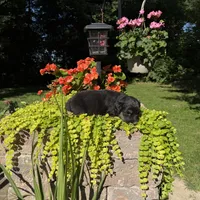 Bear, a male Australian Shepherd for sale in Centerville, IA – 6 of 7