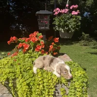 Kipp, a male Australian Shepherd for sale in Centerville, IA – 5 of 6