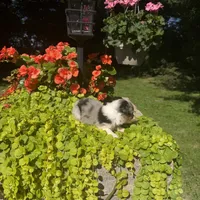 Ottis, a male Australian Shepherd for sale in Centerville, IA – 5 of 5