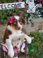 Kaylee, a female Australian Shepherd for sale in Centerville, IA – 5 of 5