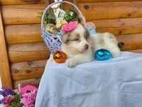 Wendy, a female Australian Shepherd for sale in Centerville, IA – Photo 9 of 9