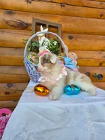 Wendy, a female Australian Shepherd for sale in Centerville, IA – Photo 2 of 9