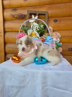 Wendy, a female Australian Shepherd for sale in Centerville, IA – Photo 1 of 9