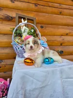 Wendy, a female Australian Shepherd for sale in Centerville, IA – Photo 4 of 9