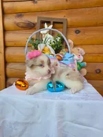 Wendy, a female Australian Shepherd for sale in Centerville, IA – Photo 5 of 9