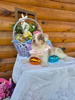 Wendy, a female Australian Shepherd for sale in Centerville, IA – Photo 7 of 9