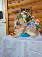 Wendy, a female Australian Shepherd for sale in Centerville, IA – Photo 6 of 9