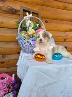 Wendy, a female Australian Shepherd for sale in Centerville, IA – Photo 8 of 9