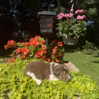 Kinza, a female Australian Shepherd for sale in Centerville, IA – 3 of 5