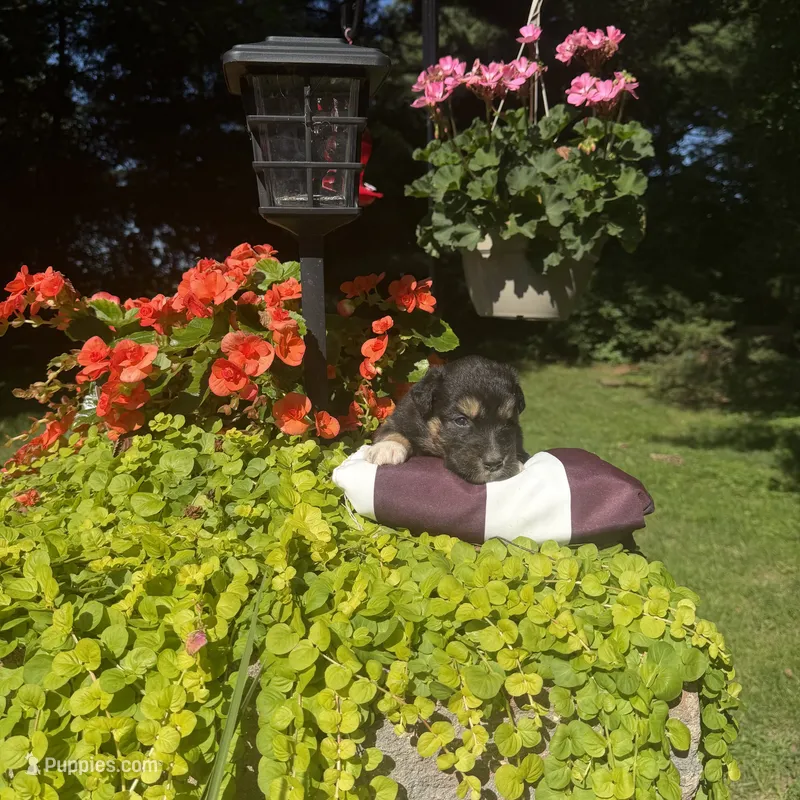Oreo – Australian Shepherd puppy for sale in Centerville, IA
