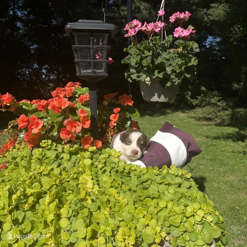 Kai – Australian Shepherd puppy for sale in Centerville, IA