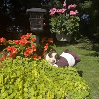Kai, a female Australian Shepherd for sale in Centerville, IA – 1 of 6