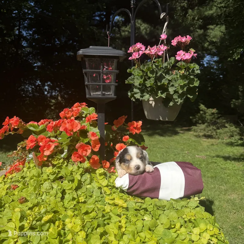 Kobi – Australian Shepherd puppy for sale in Centerville, IA