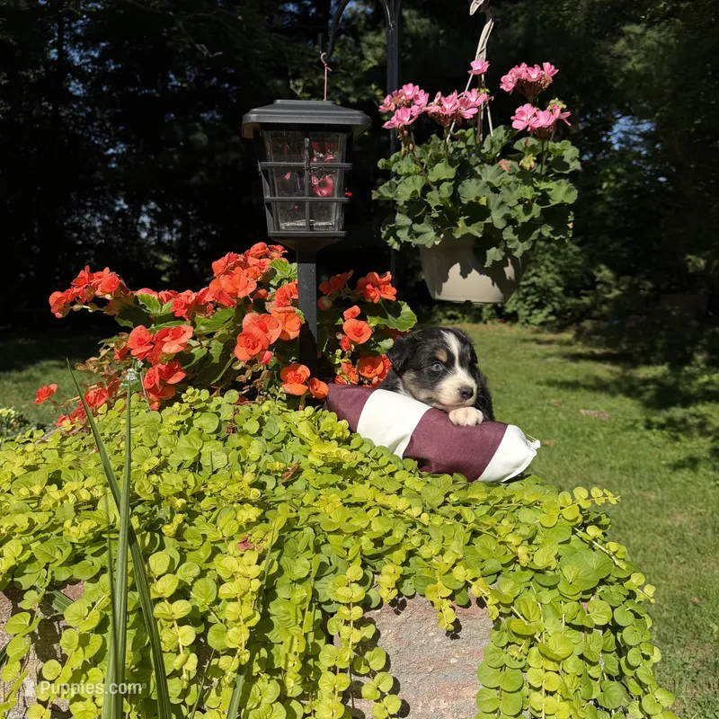 Bobby – Australian Shepherd puppy for sale in Centerville, IA
