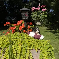 Bobby, a male Australian Shepherd for sale in Centerville, IA – 1 of 5