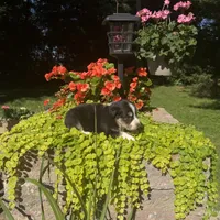 OriAna, a female Australian Shepherd for sale in Centerville, IA – 5 of 5