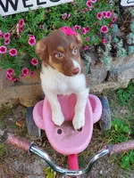 Kinza, a female Australian Shepherd for sale in Centerville, IA – 3 of 5